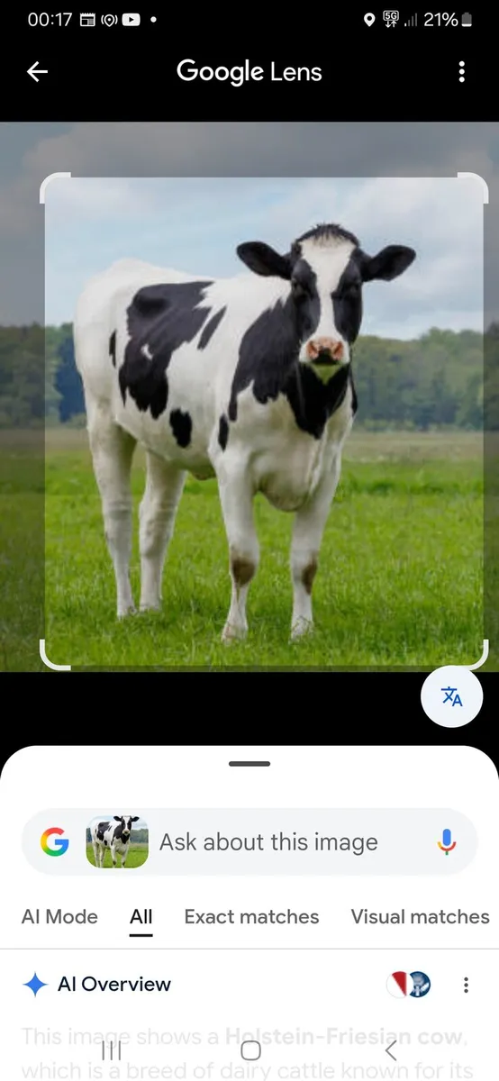 Wanted 5/6 May Calving Cows