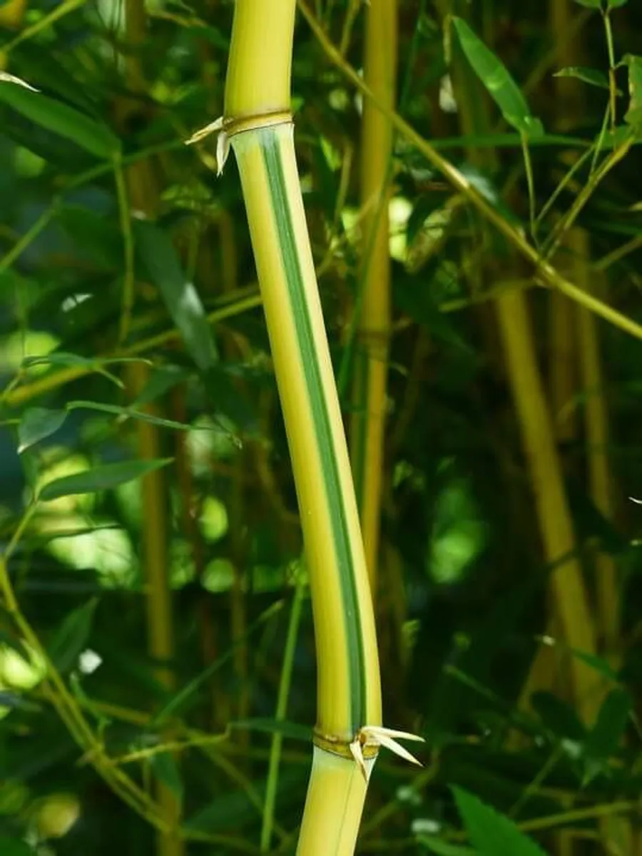 Rare cultivar of yellow stemmed bamboo rooted cuttings Galway/Kilkenny - Image 4