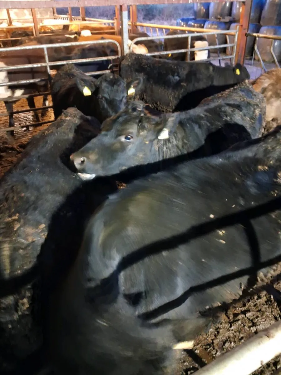 AA heifers - Image 1