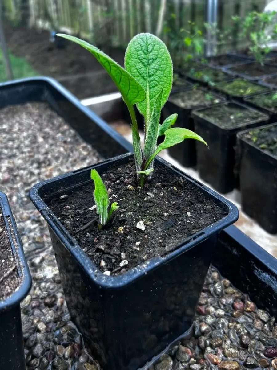 Make your own fertiliser with comfrey Bocking 14