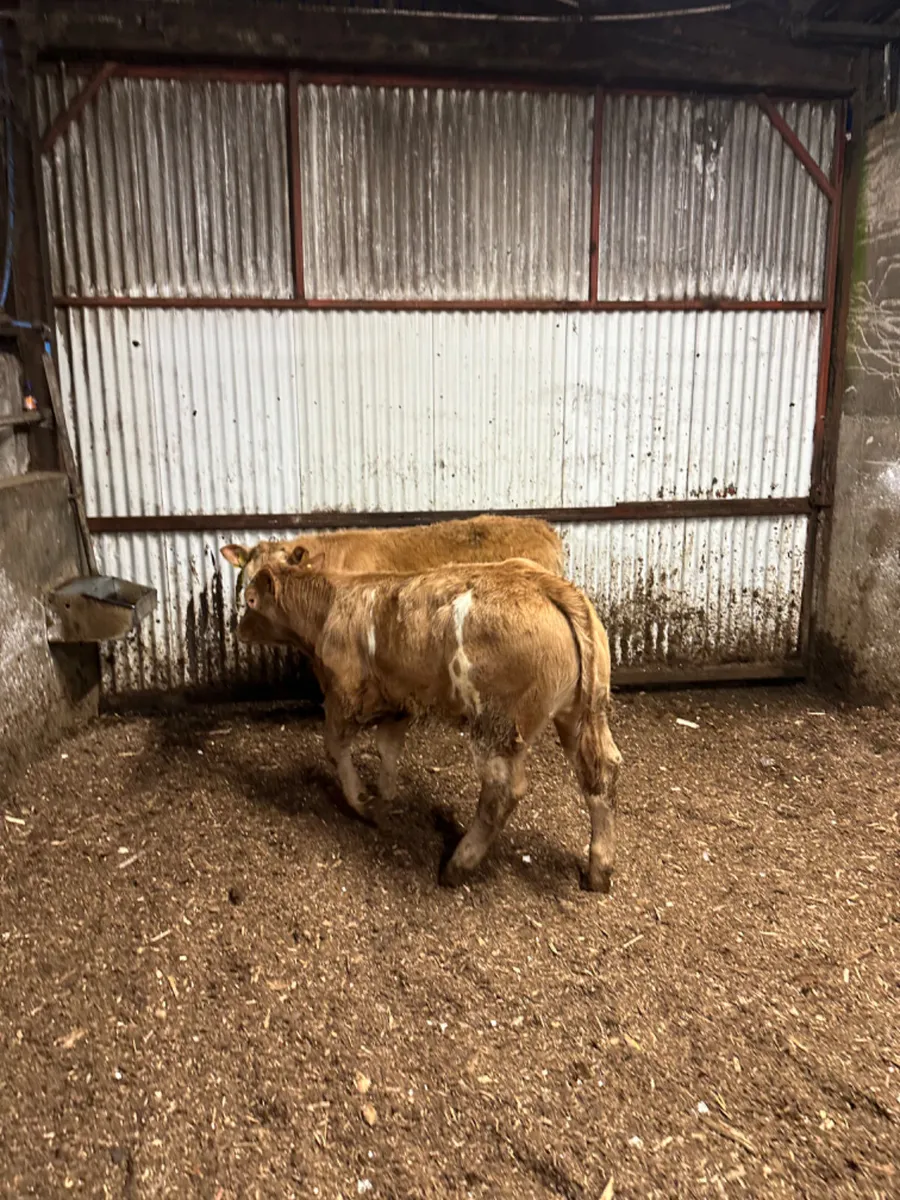 U and E grade Charolais heifers - Image 3