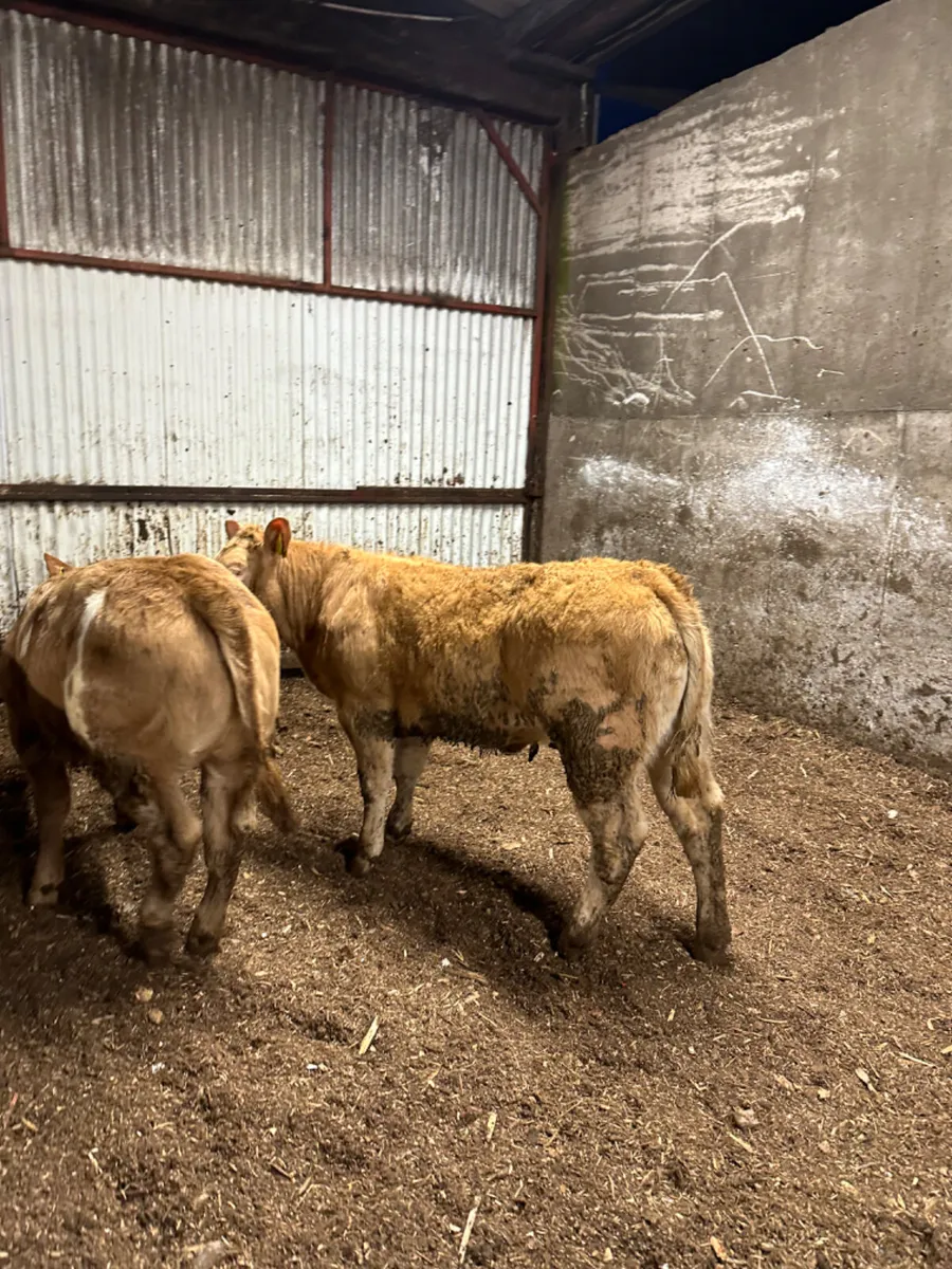 U and E grade Charolais heifers - Image 2