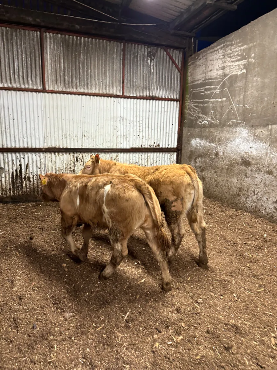 U and E grade Charolais heifers - Image 1
