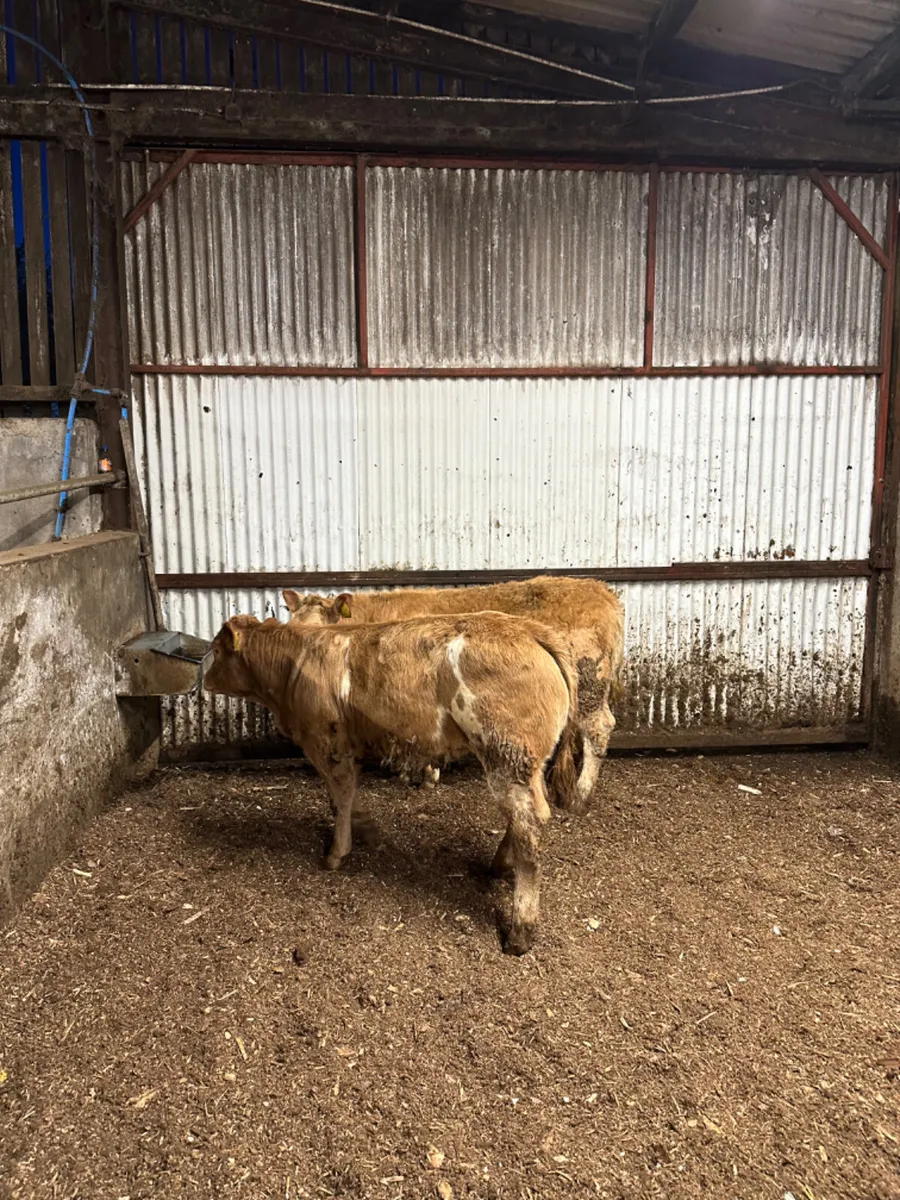 U and E grade Charolais heifers - Image 4
