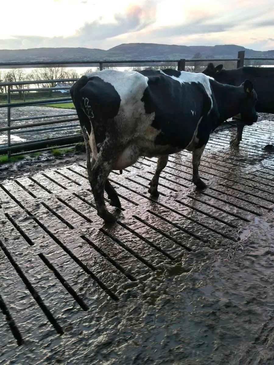 Pedigree cows for sale - Image 2