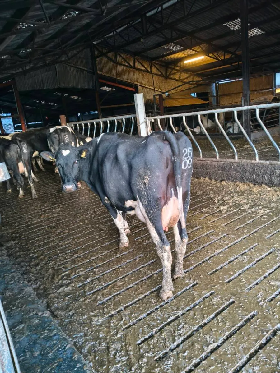 Pedigree cows for sale - Image 3