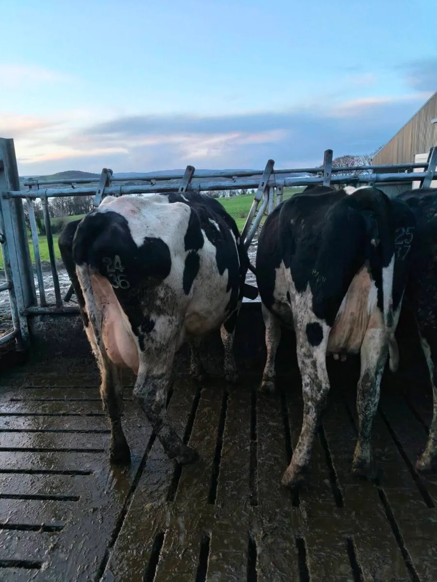 Pedigree cows for sale - Image 4