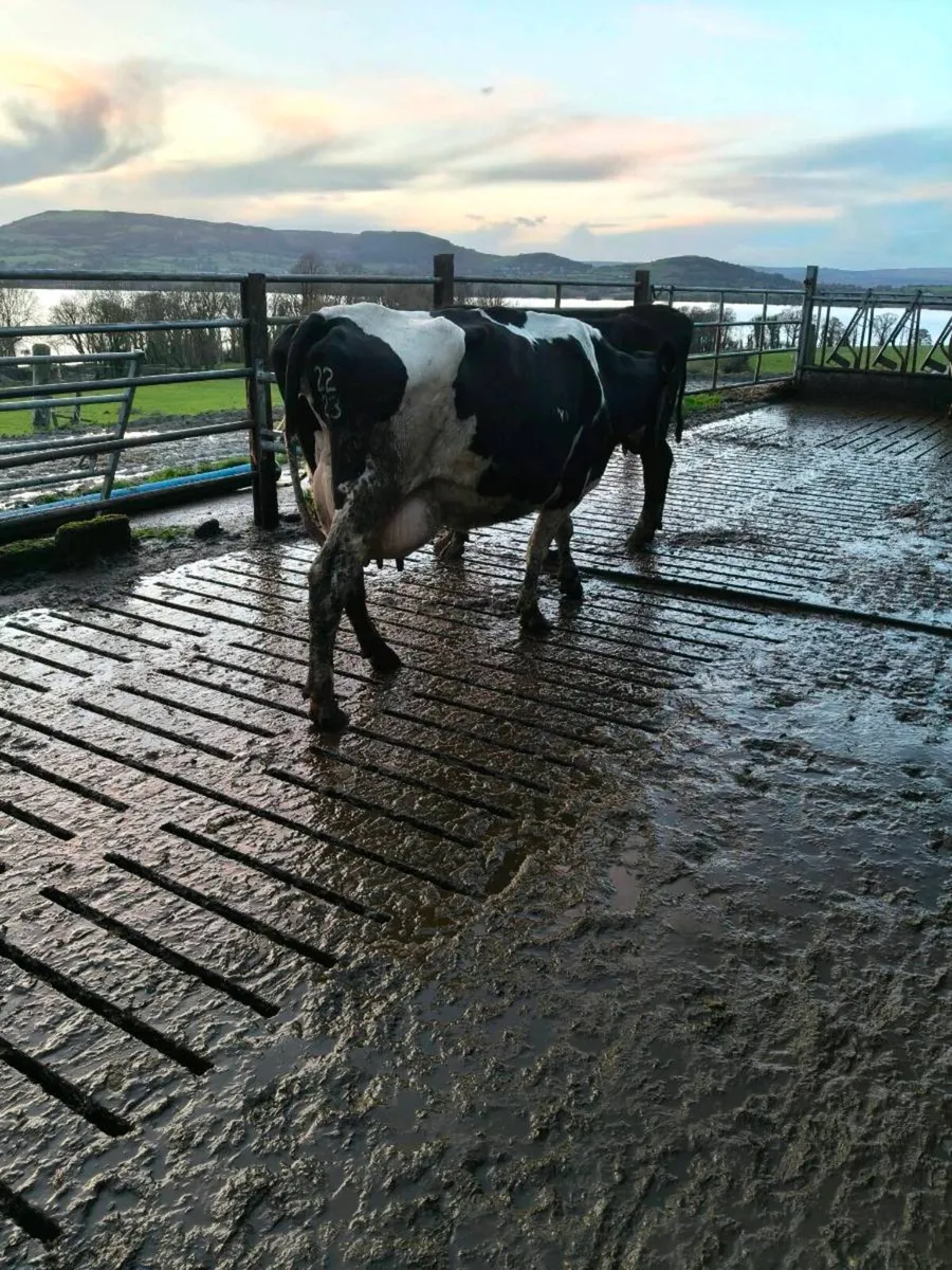 Pedigree cows for sale - Image 1