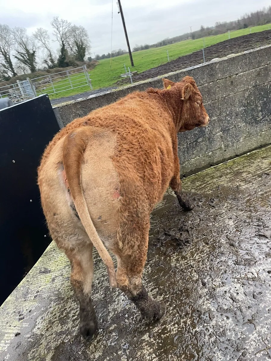 Limousin springer for sale tomorrow - Image 2