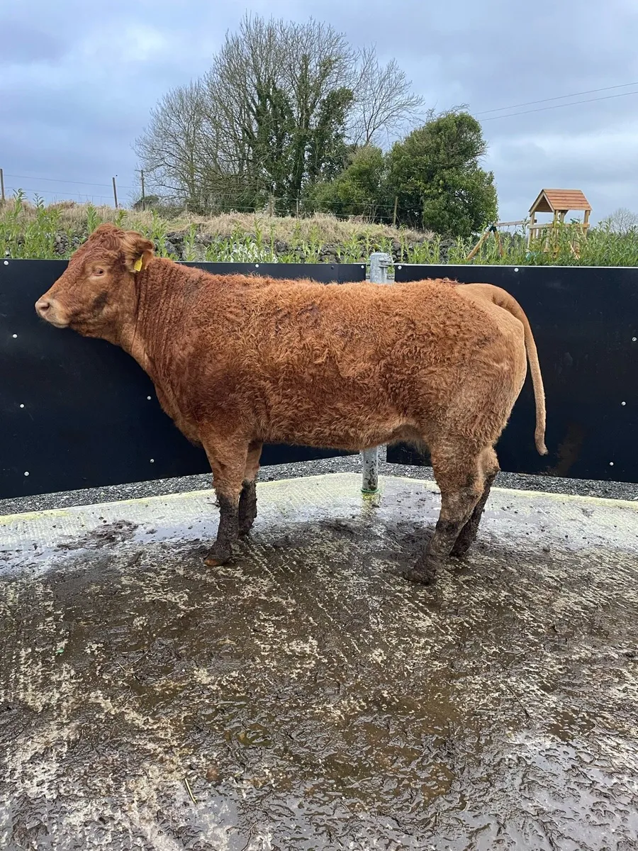 Limousin springer for sale tomorrow - Image 3