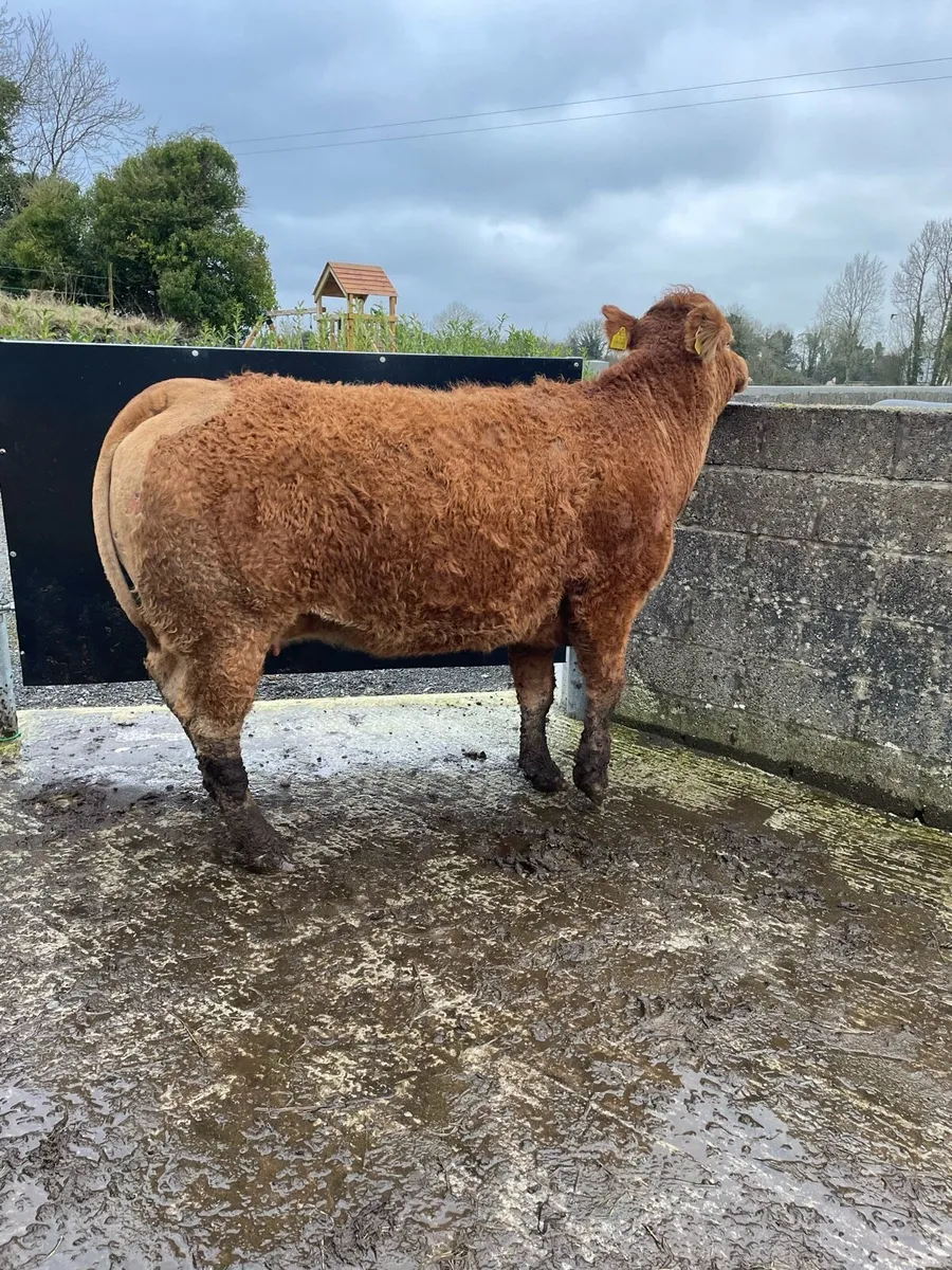 Limousin springer for sale tomorrow - Image 4