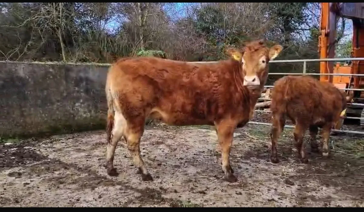 Pedigree Limousin Bulls, heifer, cows - Image 2