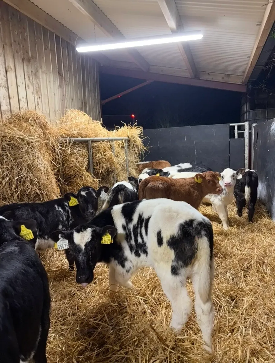 13 super continental heifers🔥🔥 - Image 1