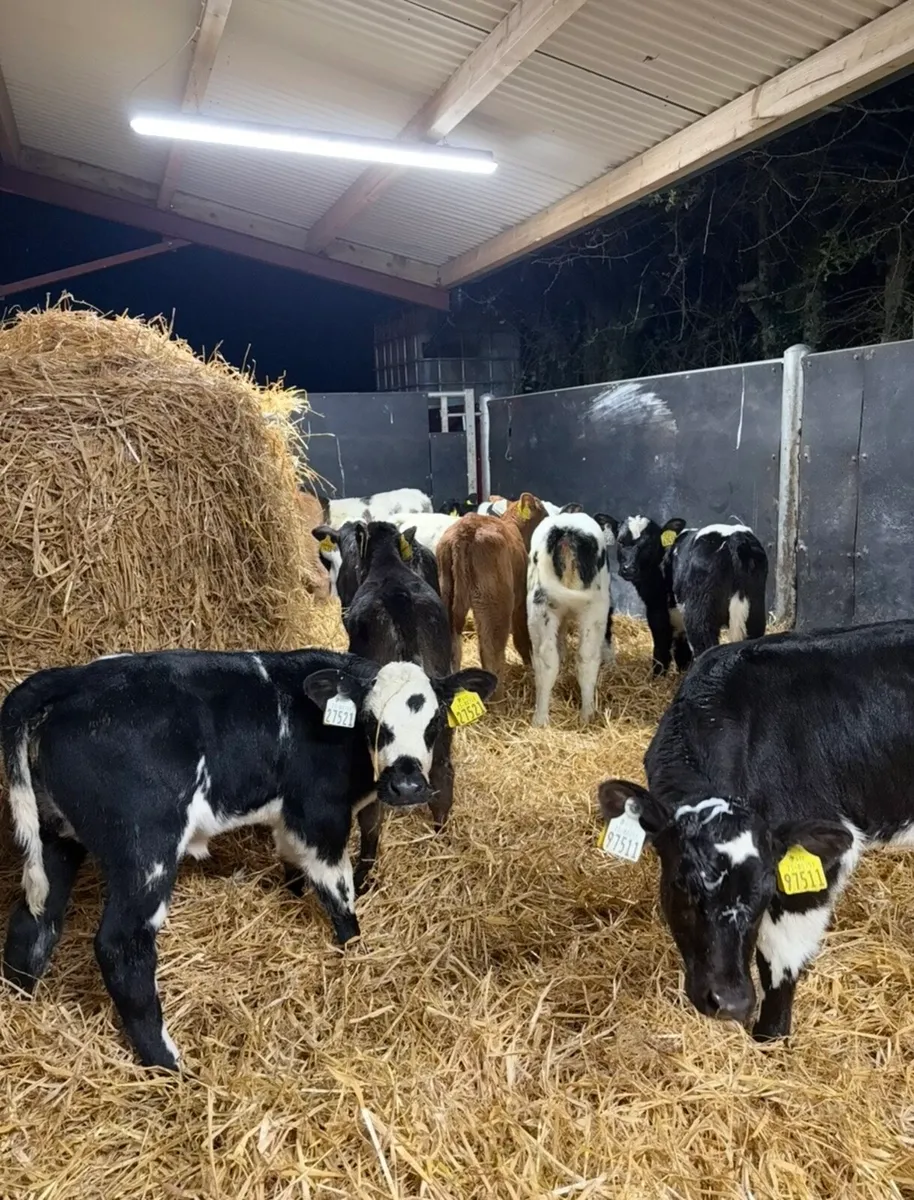 13 super continental heifers🔥🔥 - Image 2