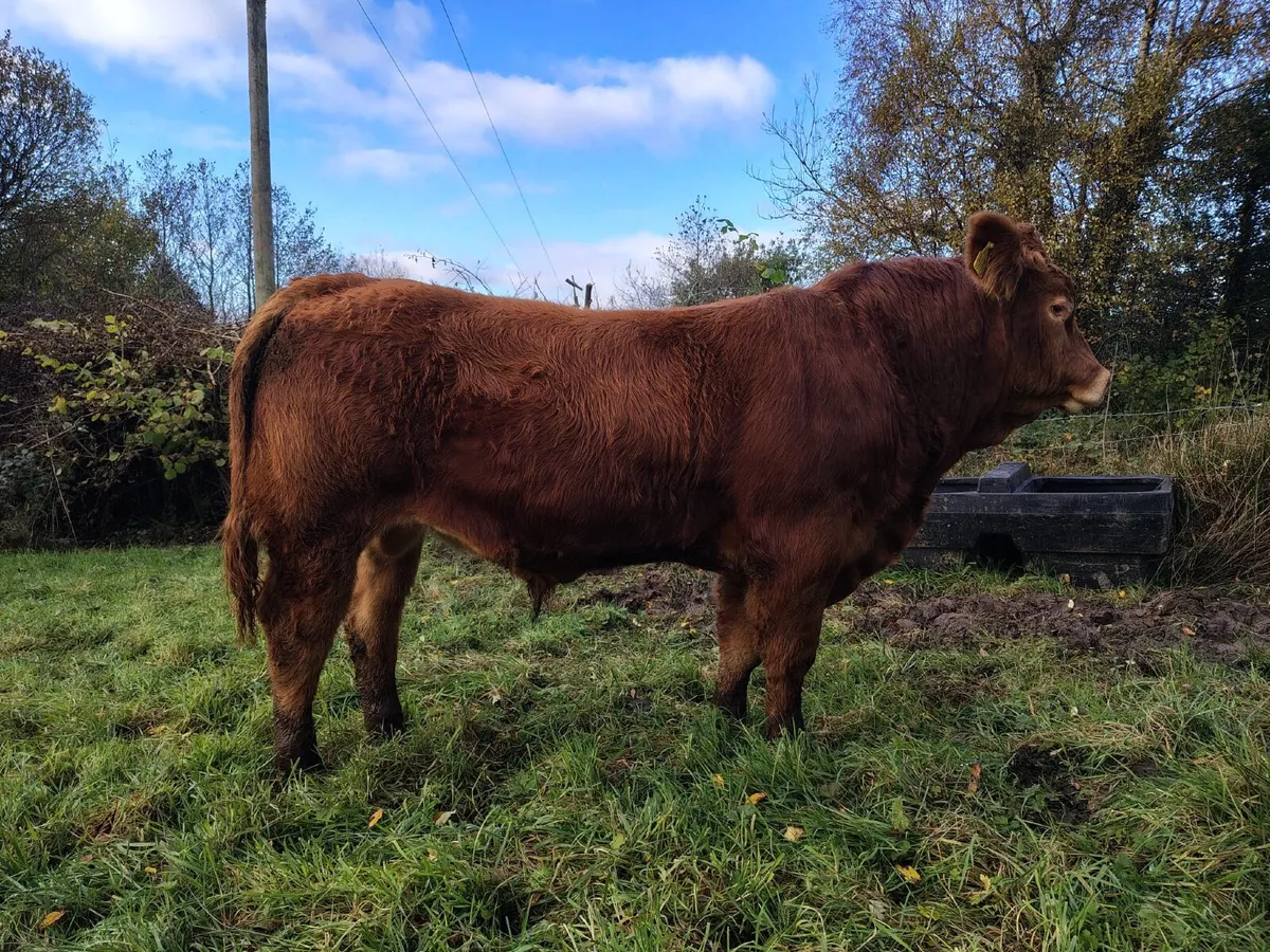 Pedigree Limousin Bulls, heifer, cows - Image 1