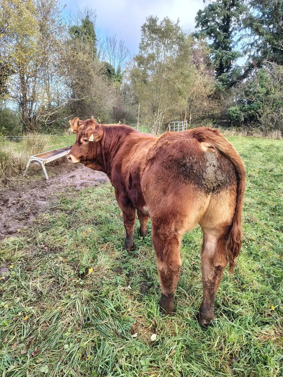 Pedigree Limousin Bulls, heifer, cows - Image 3