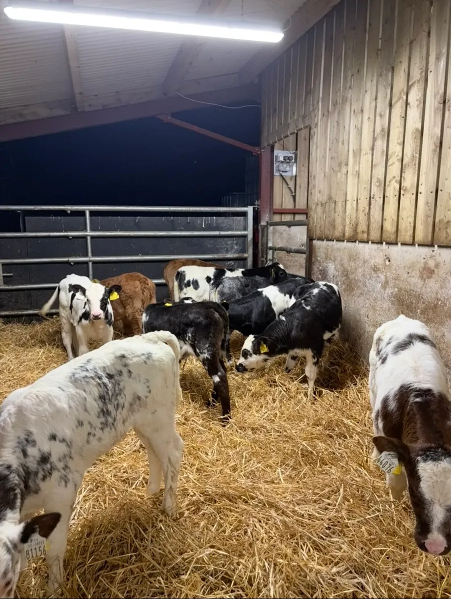 13 super continental heifers🔥🔥 - Image 3