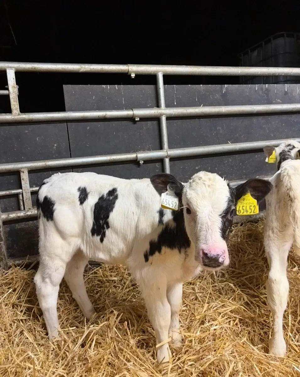 13 super continental heifers🔥🔥 - Image 4