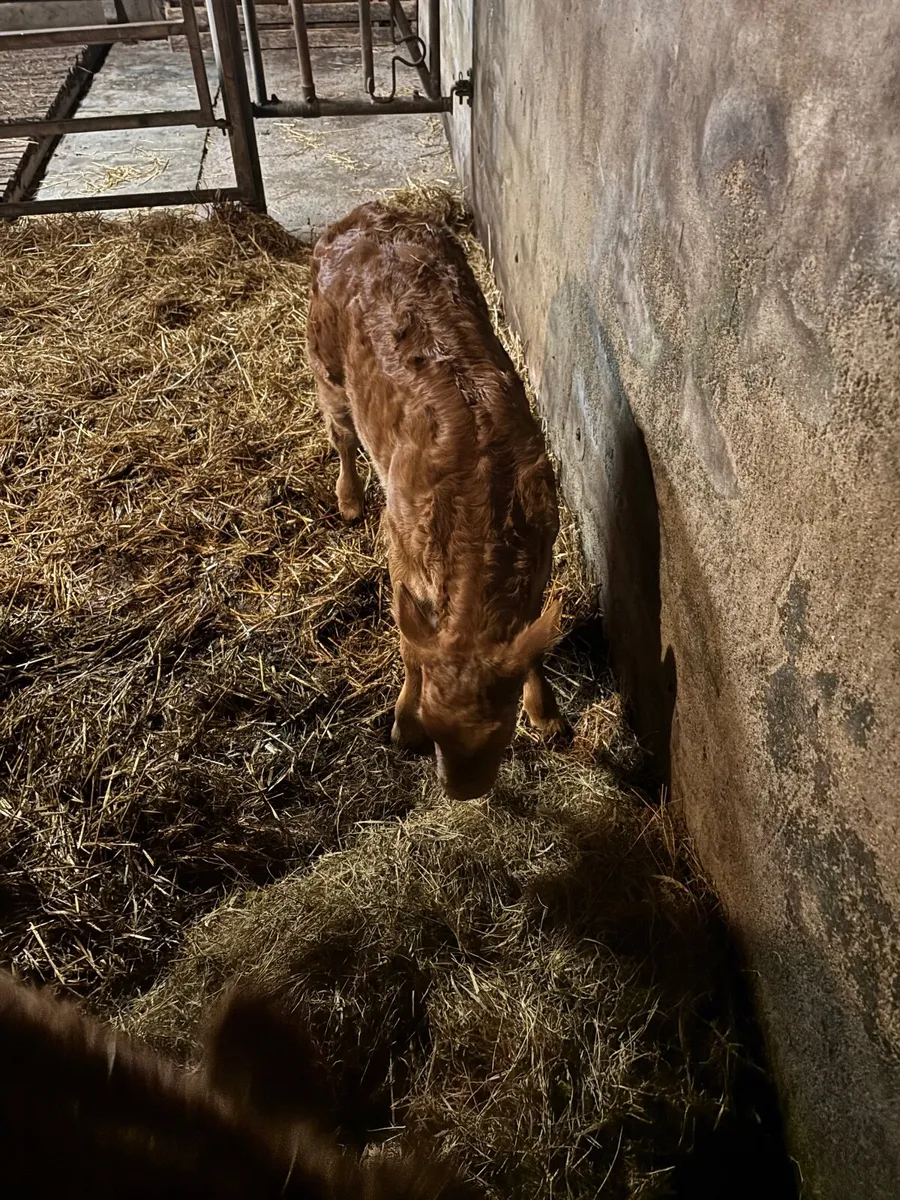 Pedigree Limousin Bulls, heifer, cows - Image 4