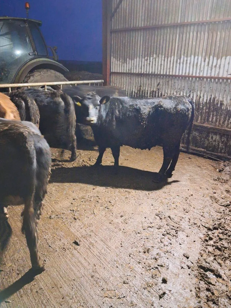 AA heifers - Image 2