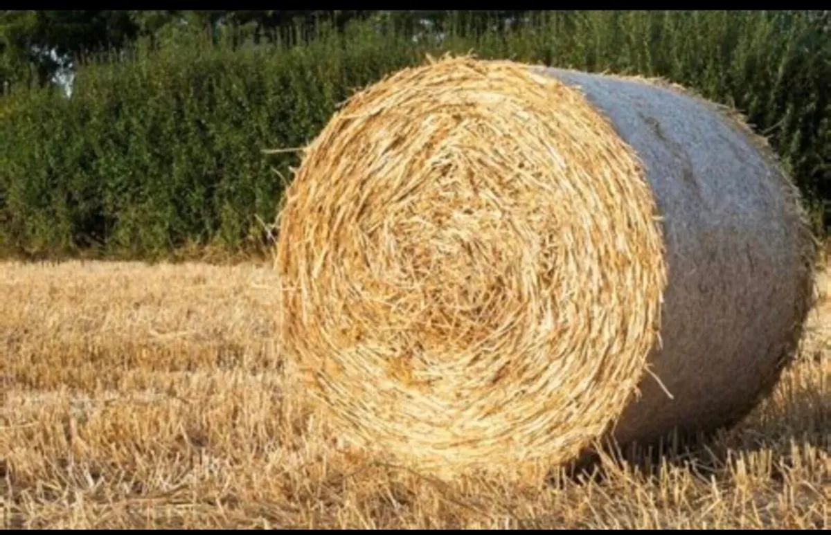 Chopped Barley straw round