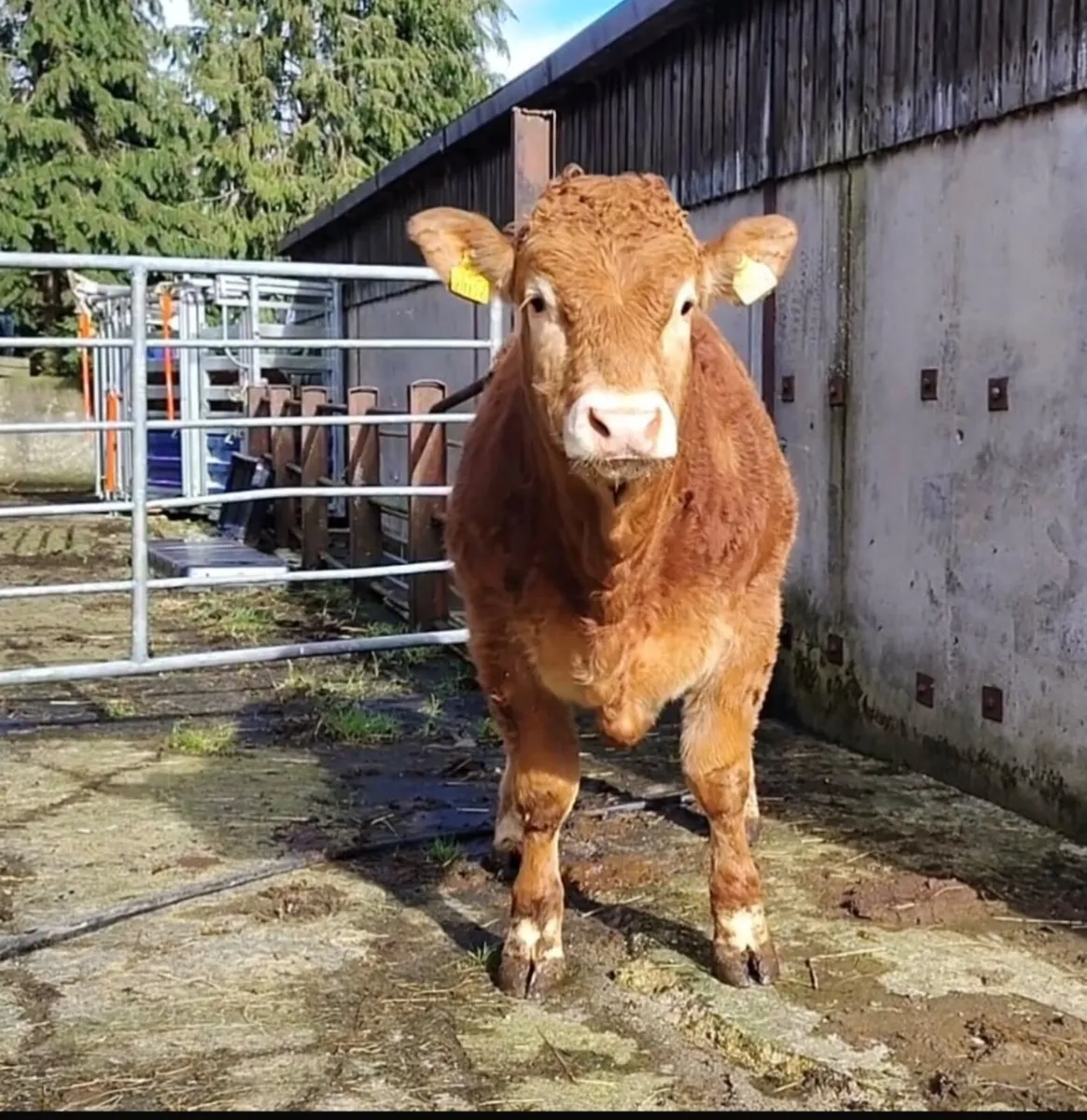 Pedigree Limousin Bulls, heifer, cows - Image 3
