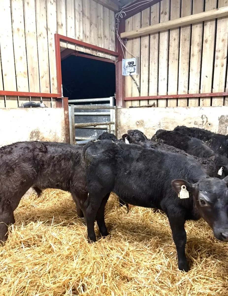 6 super reared bull calves - Image 3