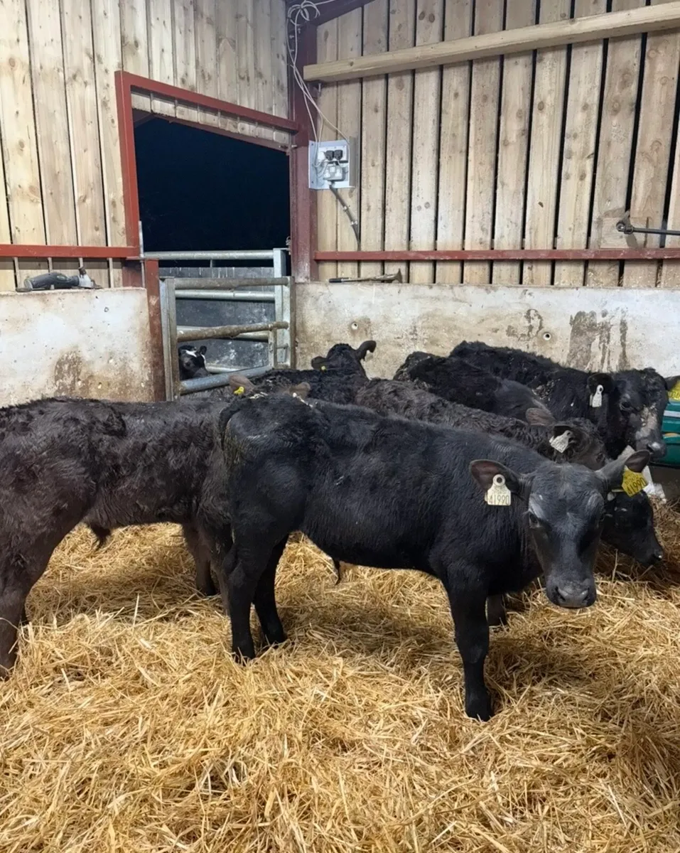 6 super reared bull calves - Image 1