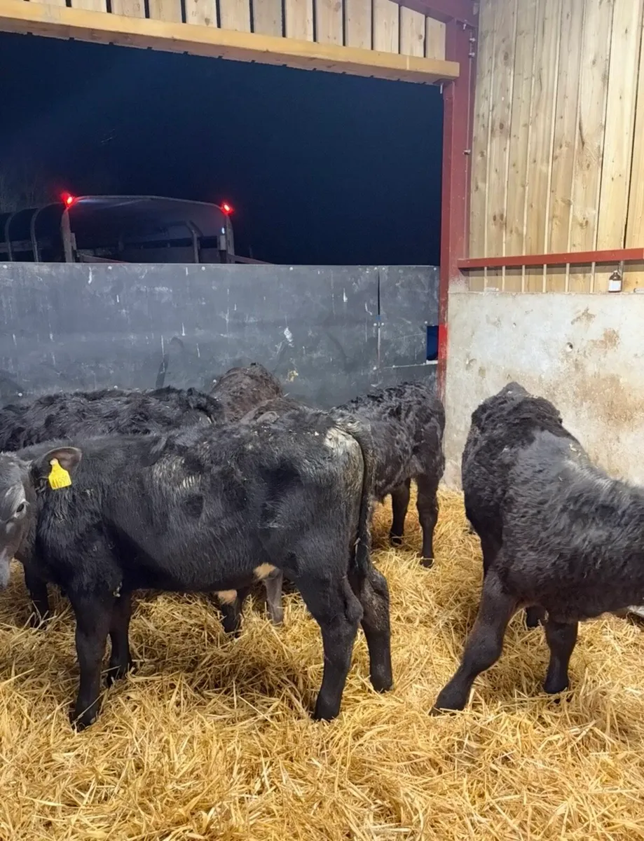 6 super reared bull calves - Image 4