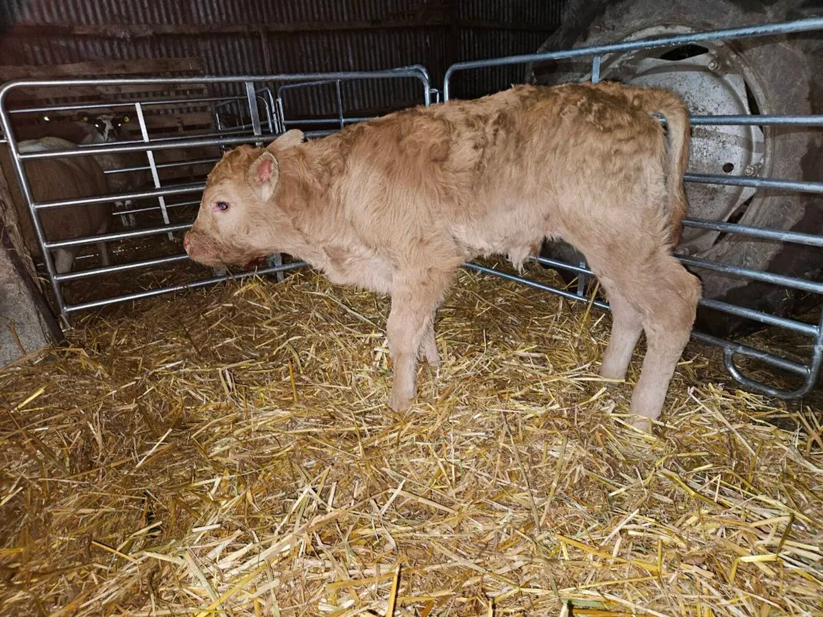 Limousin bull calf - Image 1