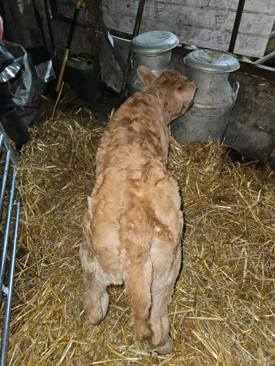 Limousin bull calf - Image 2