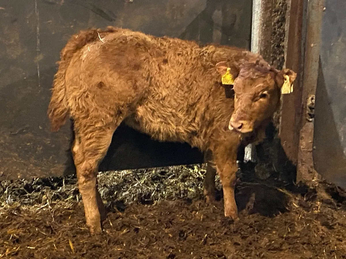 U Grade Suckler Bred Heifer for Sale - Image 1