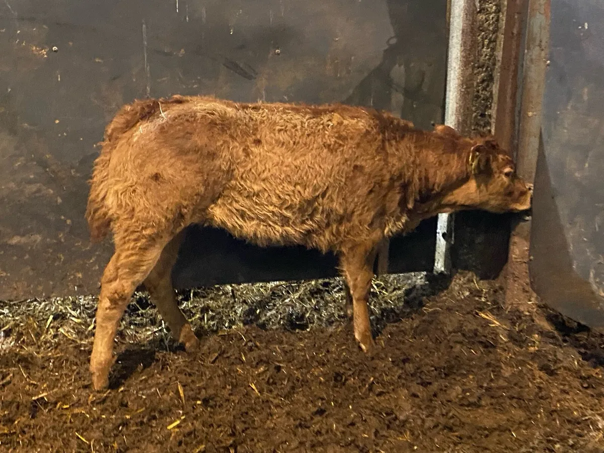 U Grade Suckler Bred Heifer for Sale - Image 2