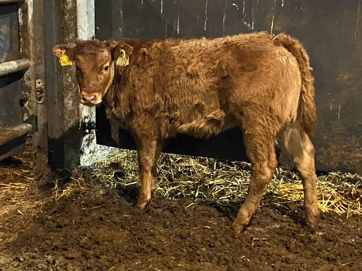 U Grade Suckler Bred Heifer for Sale - Image 3
