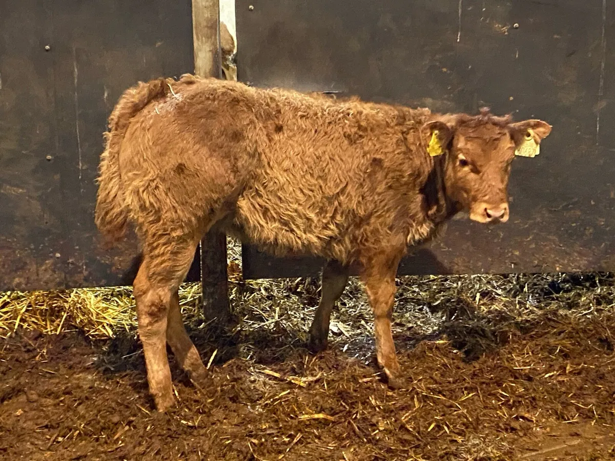 U Grade Suckler Bred Heifer for Sale - Image 4