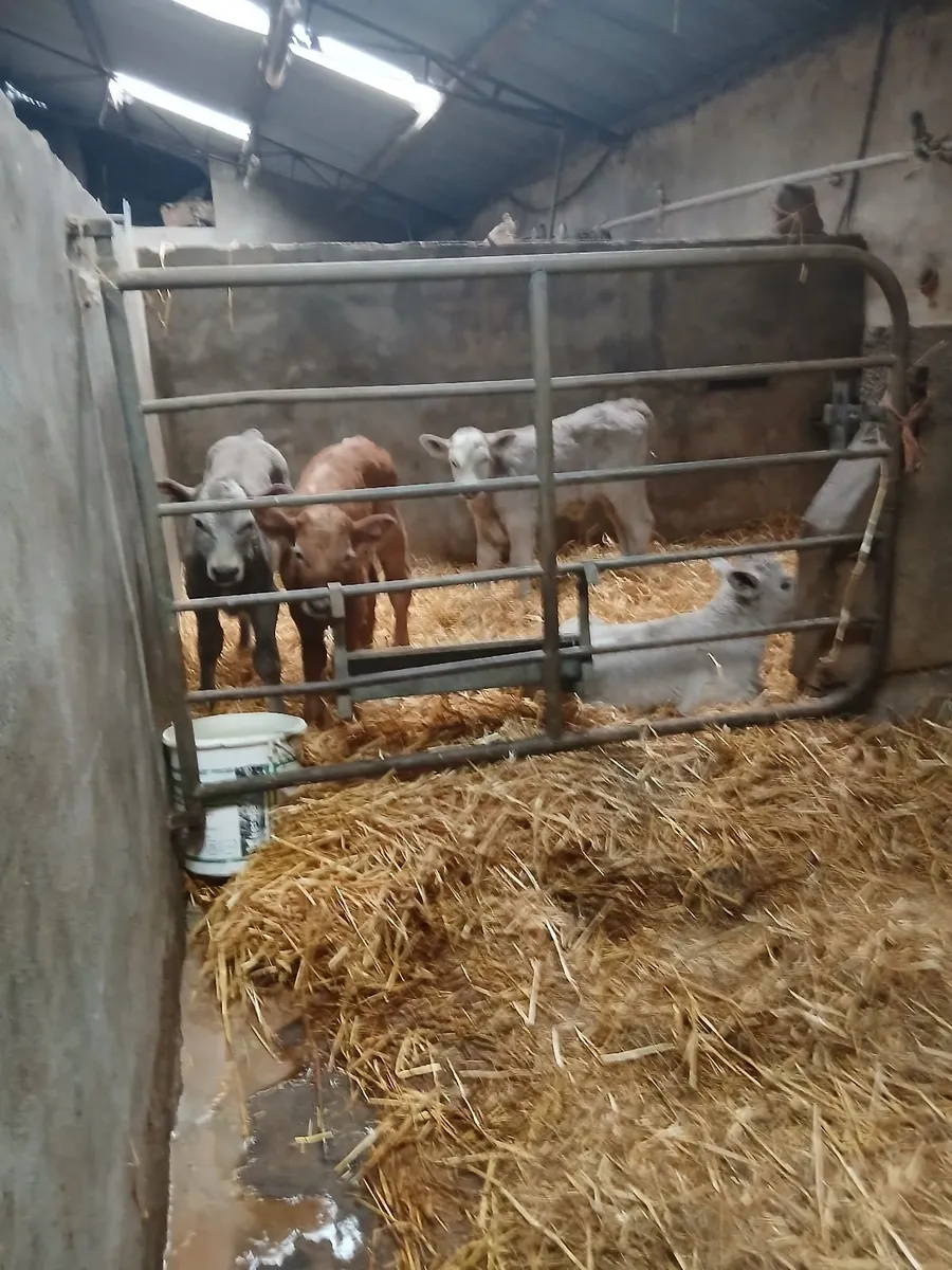 Beef calfs Charlies - Image 2