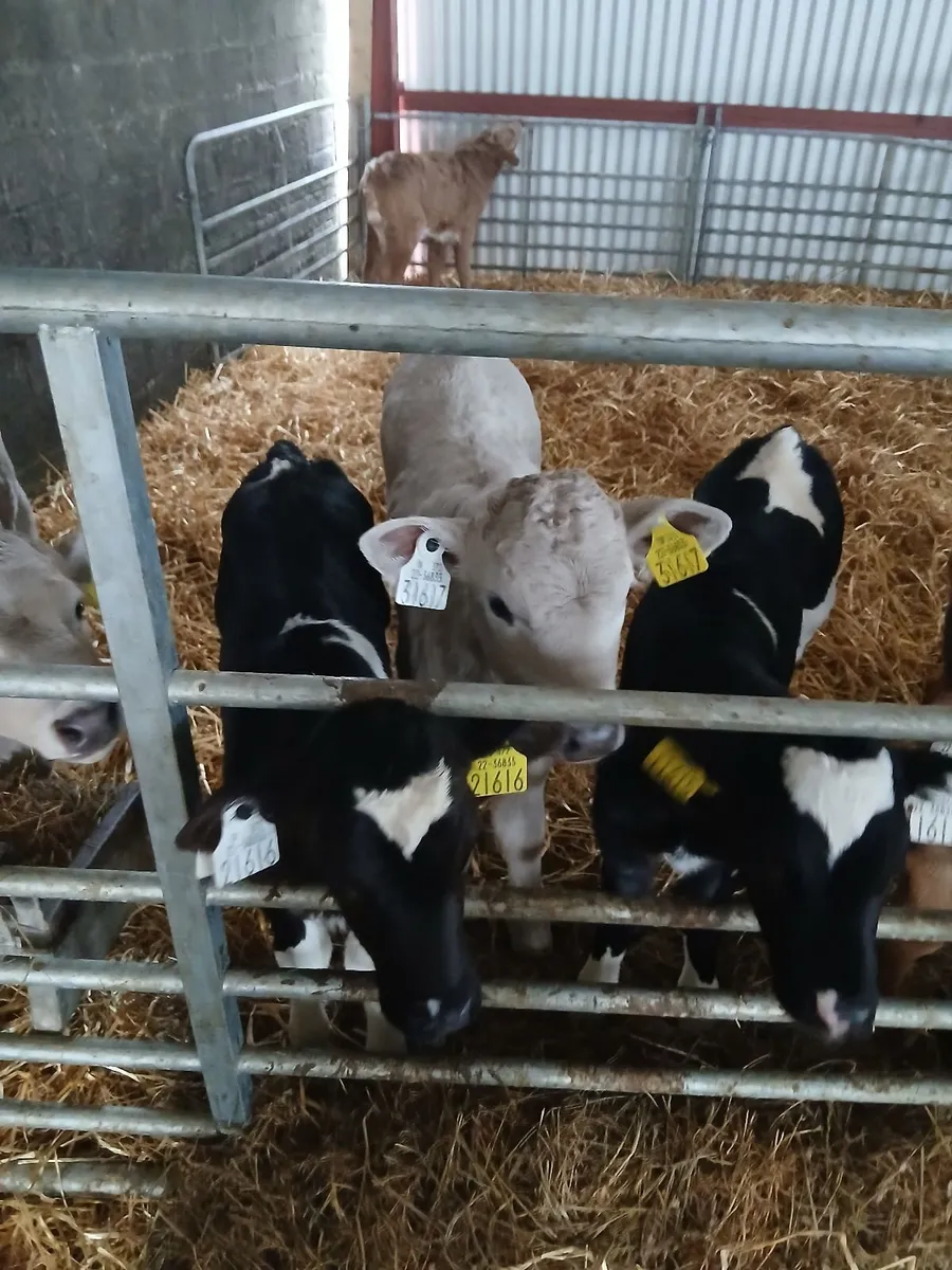 Beef calfs Charlies - Image 3