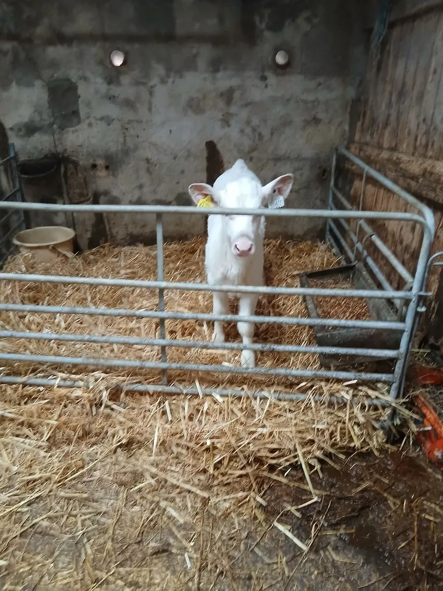 Beef calfs Charlies - Image 4