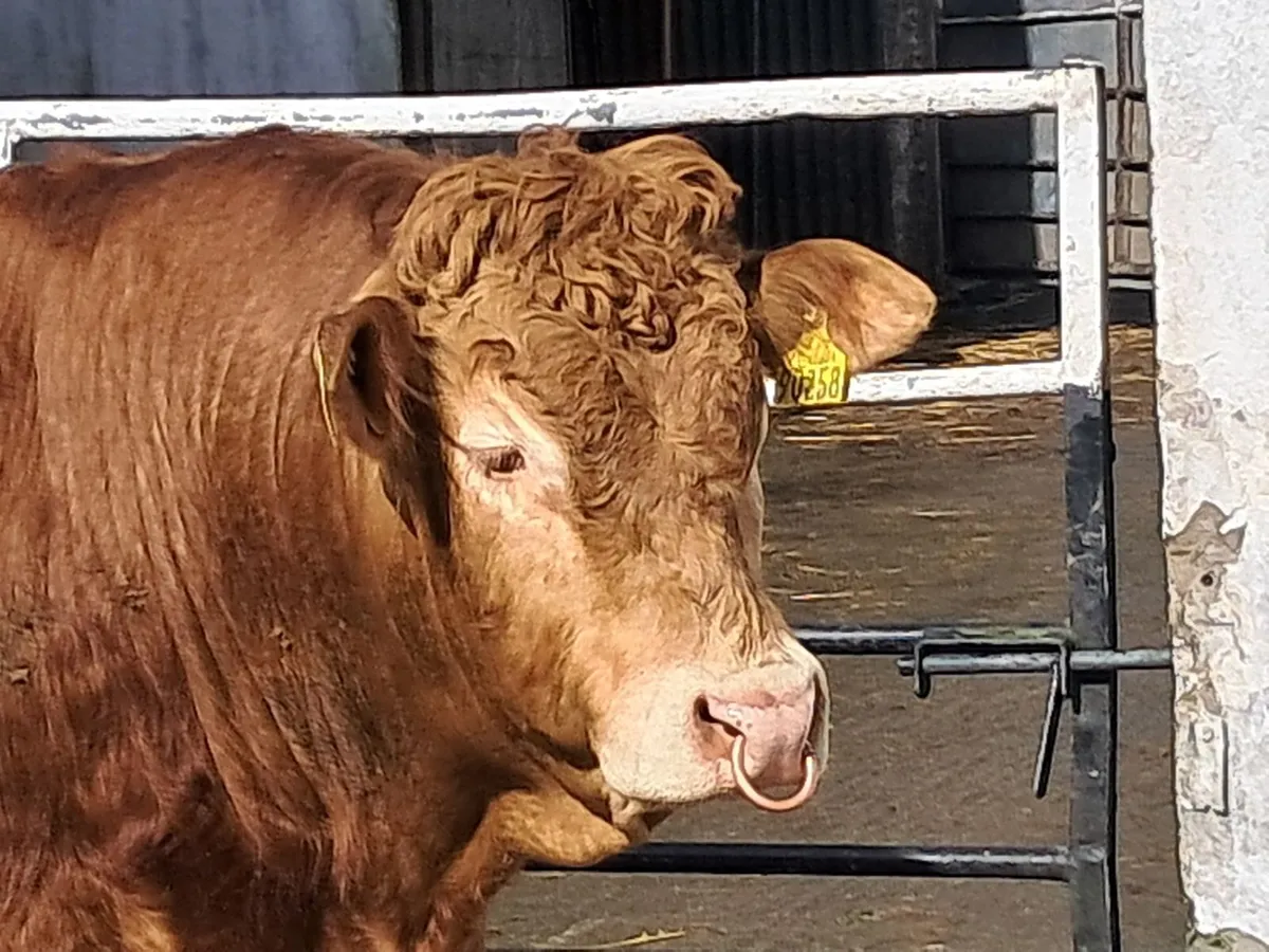 Super Limousin  Bull - Image 1
