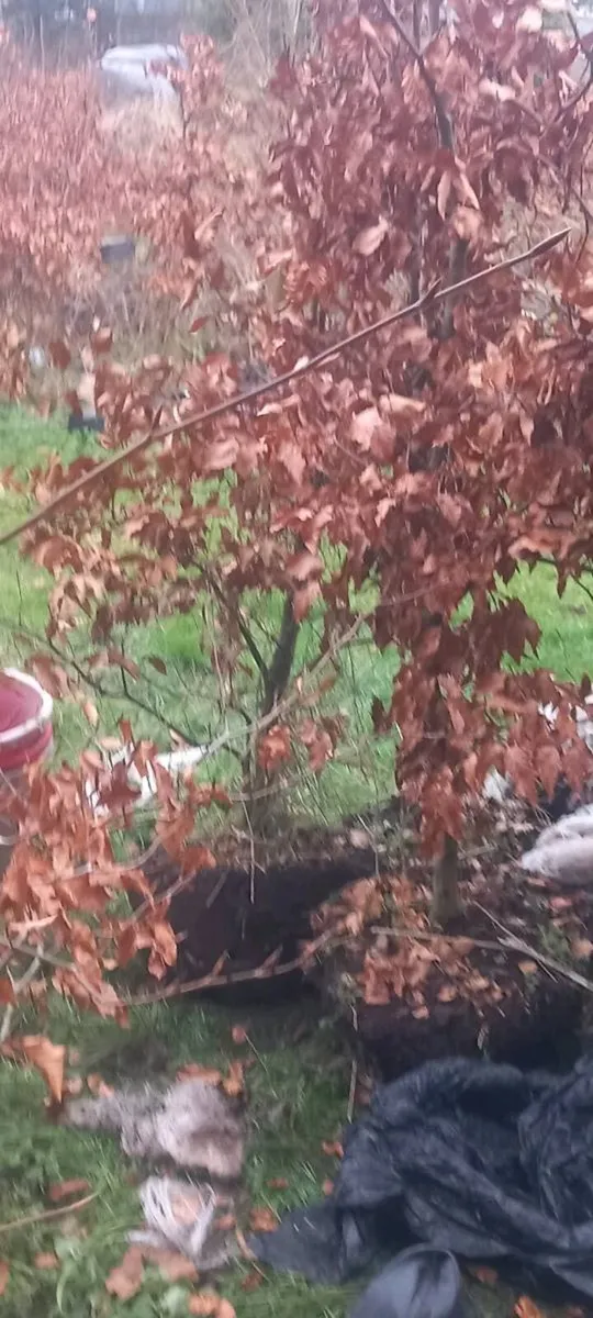 Copper. Eech - Image 2