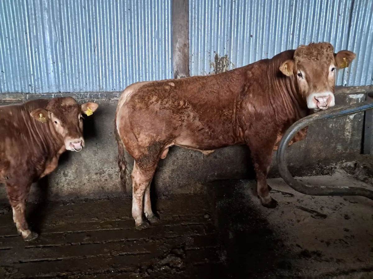 Super Limousin  Bull - Image 4