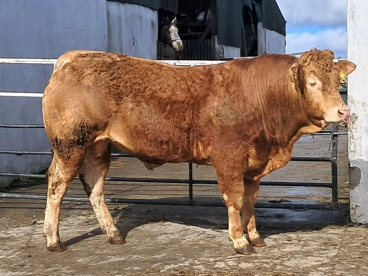 Super Limousin  Bull - Image 2