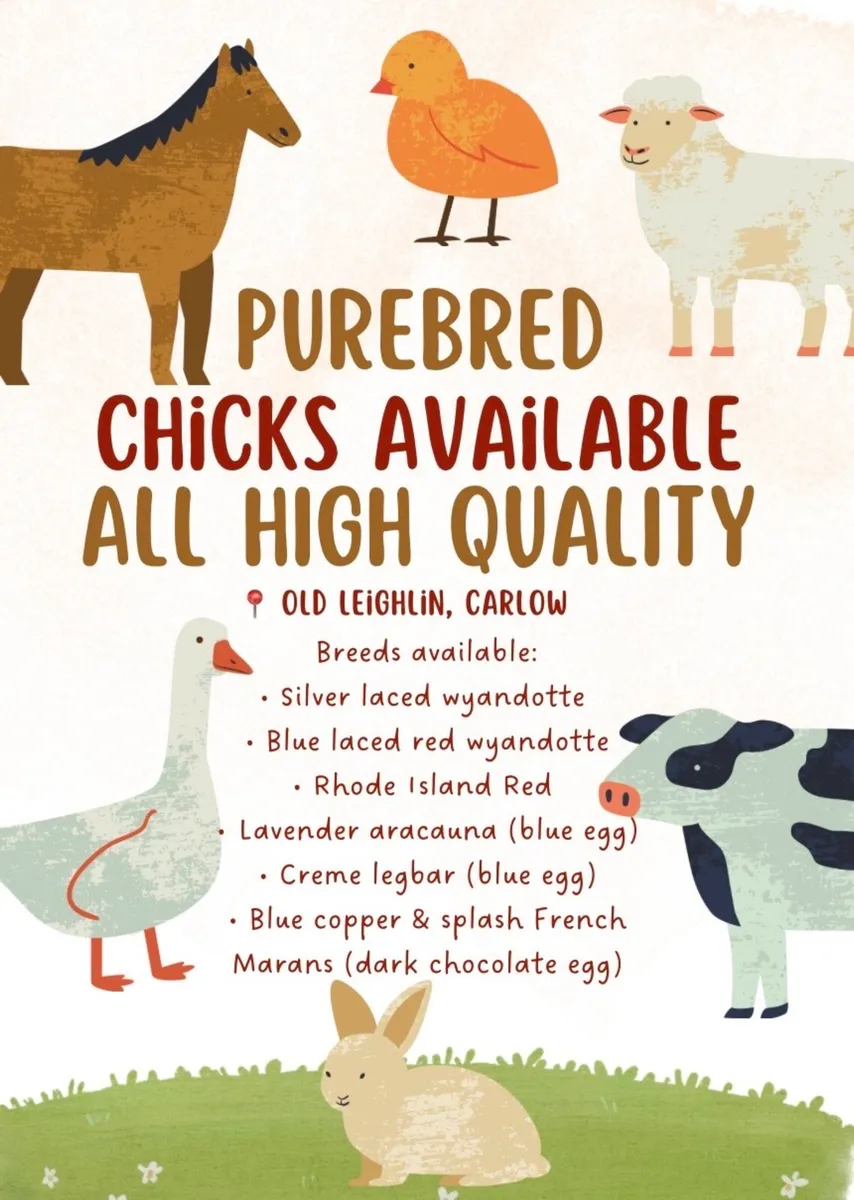 🌸Purebred day old chicks 🐣 - Image 1