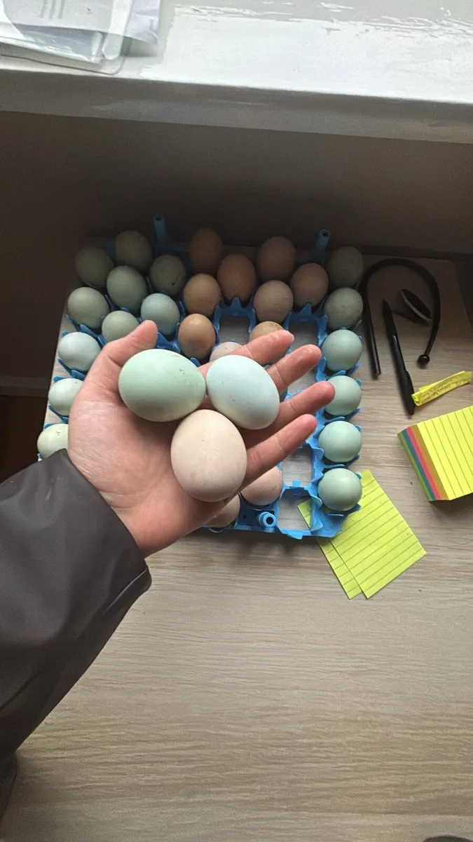 🌸Purebred day old chicks 🐣 - Image 4