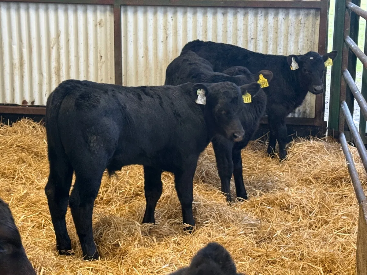 16 Angus Bull Calves - Image 2
