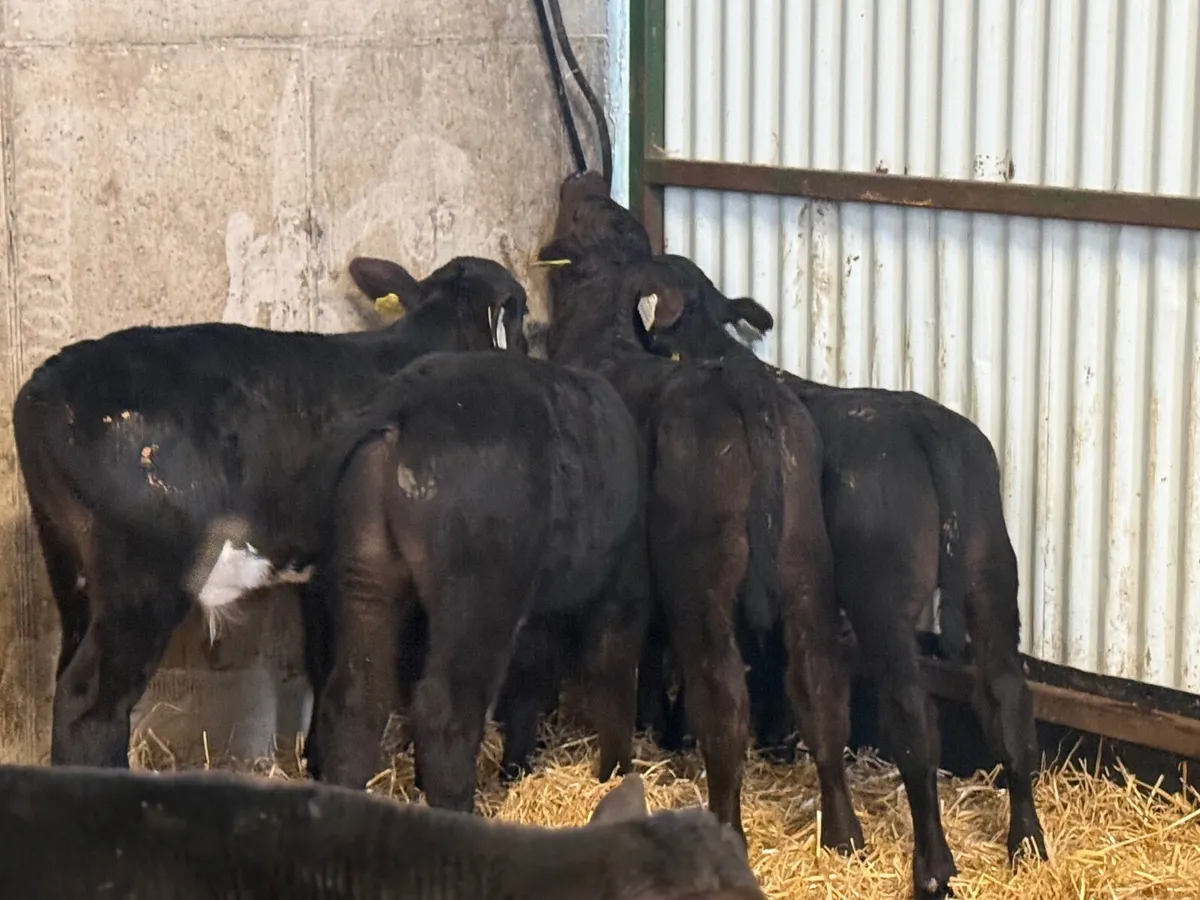 16 Angus Bull Calves - Image 3