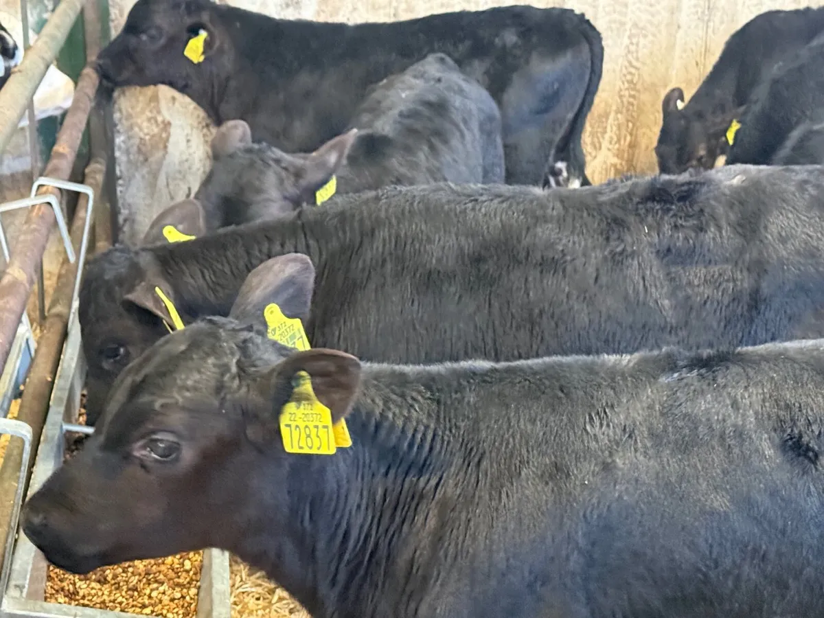 16 Angus Bull Calves - Image 4