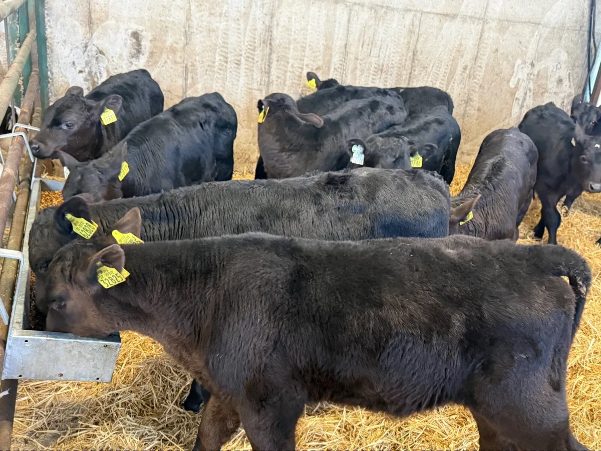 16 Angus Bull Calves - Image 1