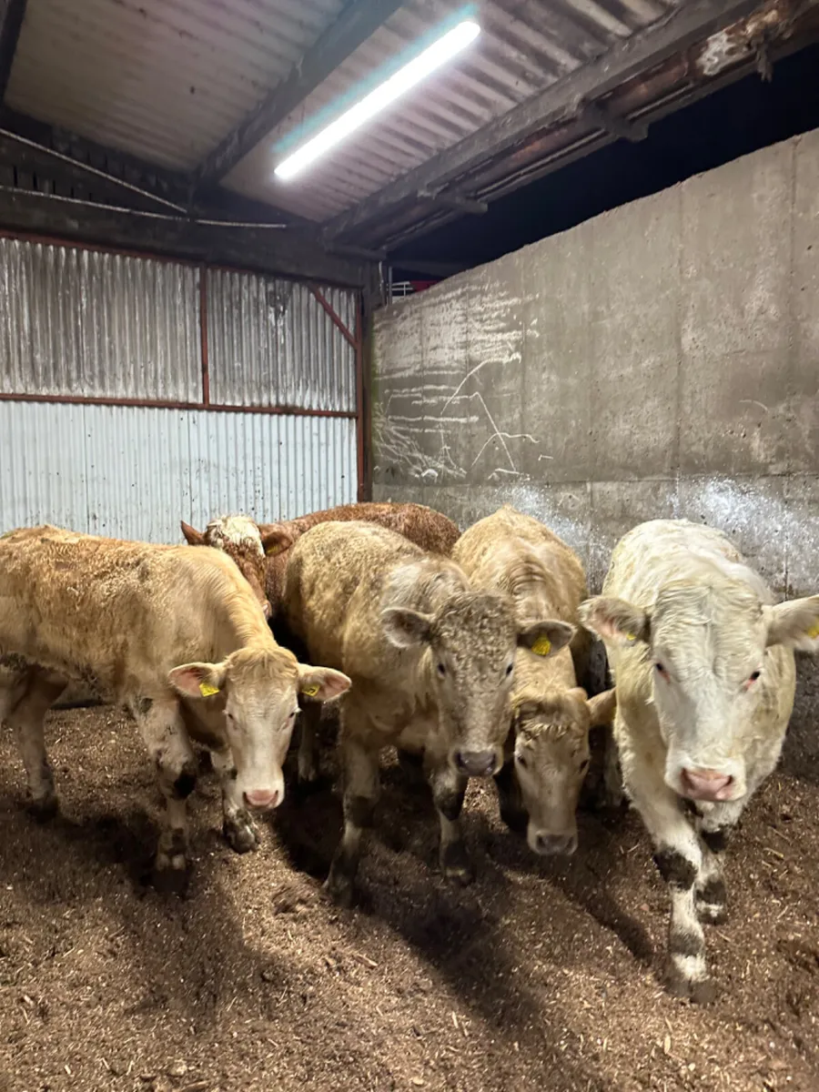 Forward Charolais bullocks - Image 4