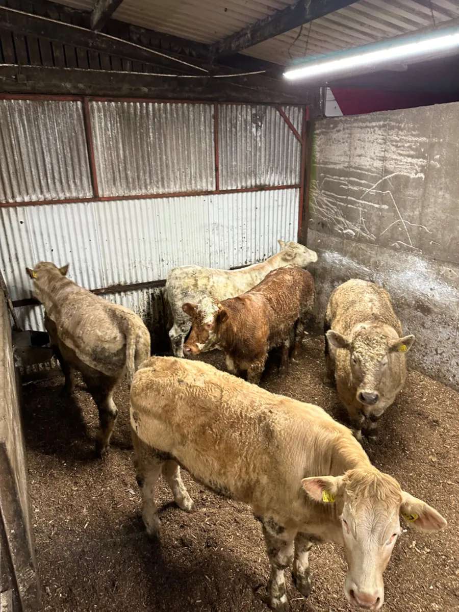 Forward Charolais bullocks - Image 2